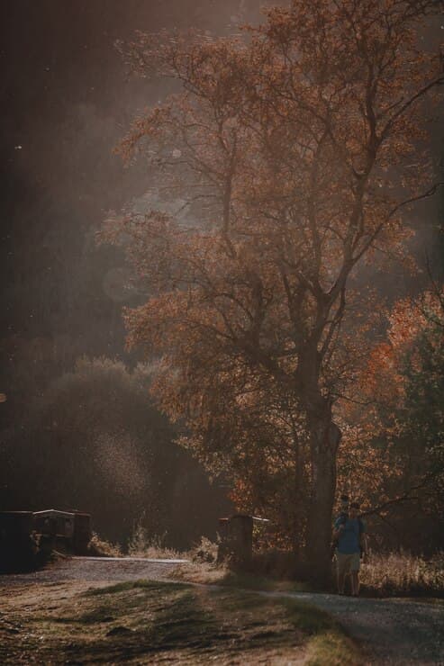 Autumn tree glowing in soft light beside a quiet pathway